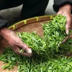 Le principali tipologie di tè cinese