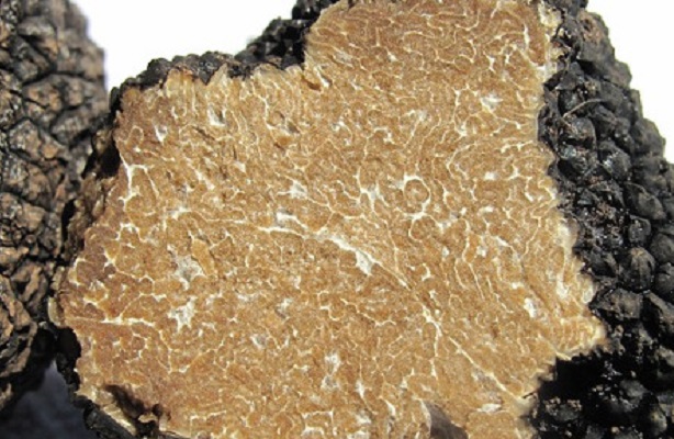 Tartufo scorzone estivo in pieno inverno