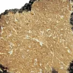 Tartufo scorzone estivo in pieno inverno