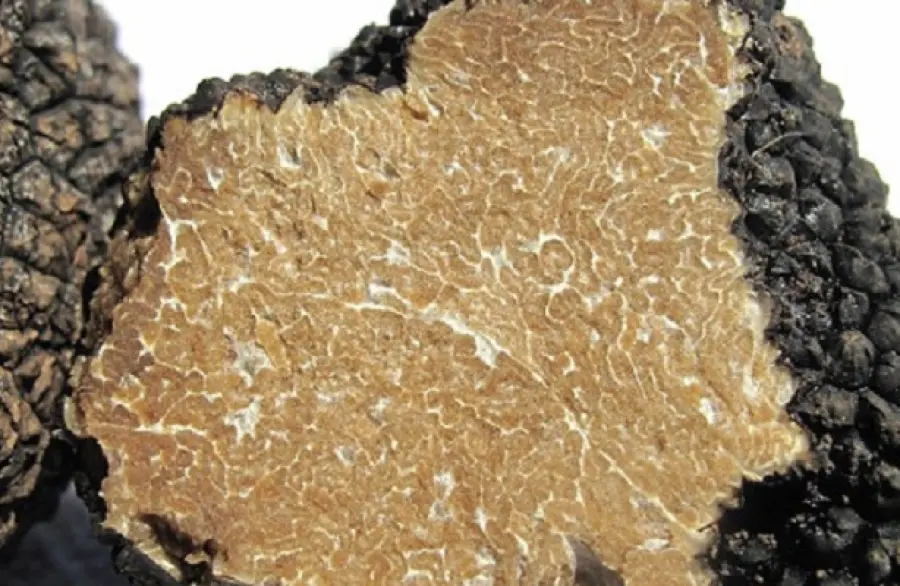 Tartufo scorzone estivo in pieno inverno