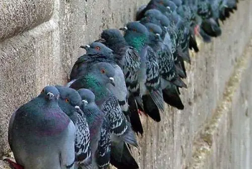 Dissuasori per volatili: come allontanare i piccioni