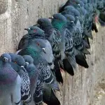 Dissuasori per volatili: come allontanare i piccioni