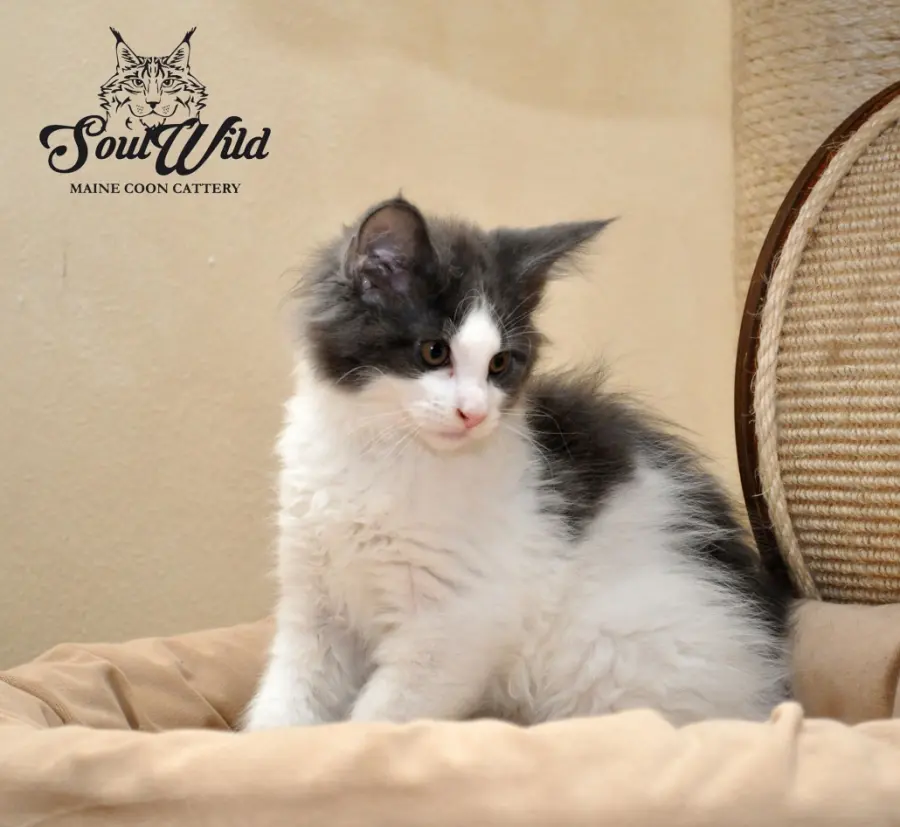 Come scegliere un gatto da compagnia