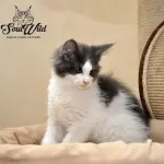 Come scegliere un gatto da compagnia