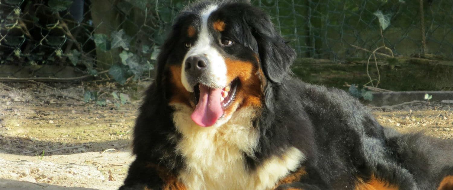 Bovaro del bernese: ecco tutto quello che c’è da sapere