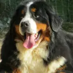 Bovaro del bernese: ecco tutto quello che c’è da sapere