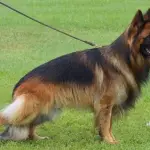 Differenze tra pastore belga e pastore tedesco: quali sono