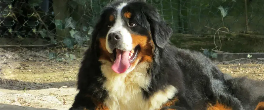 Bovaro del bernese: ecco tutto quello che c’è da sapere