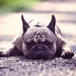 Cani e gatti ed il problema obesità