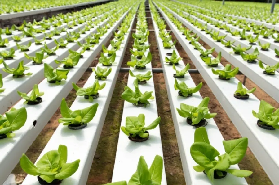 Idroponica casalinga, come fare