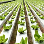 Idroponica casalinga, come fare