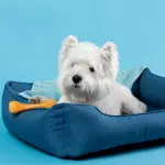 Come scegliere una cuccia per cani?